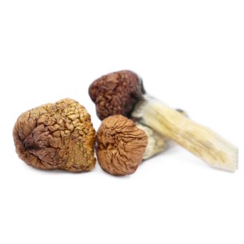 Buy Mazatapec Magic Mushrooms, Mazatapec Magic Mushrooms, Mazatapec Mushrooms, mazatapec mushrooms potency, mazatapec mushroom